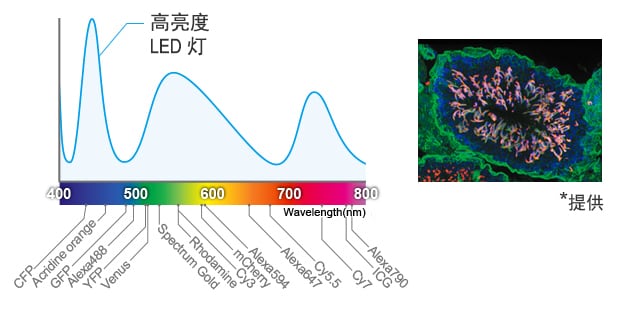 金属卤素灯 / 激光光源（取决于激光的搭载情况）