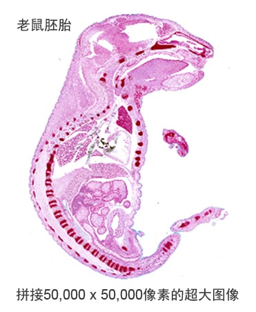 老鼠胚胎 / 拼接50,000 x 50,000像素的超大图像
