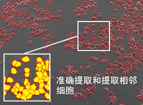 准确提取和提取相邻细胞