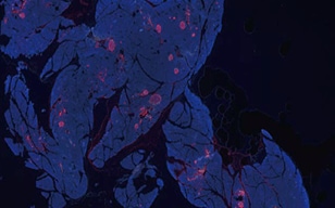 朗格尔汉斯岛的α细胞和β细胞的可视化